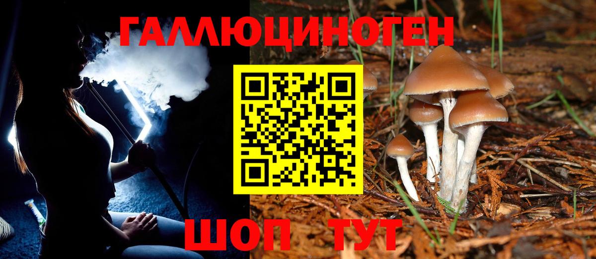 Псилоцибиновые грибы Psilocybine cubensis Белогорск